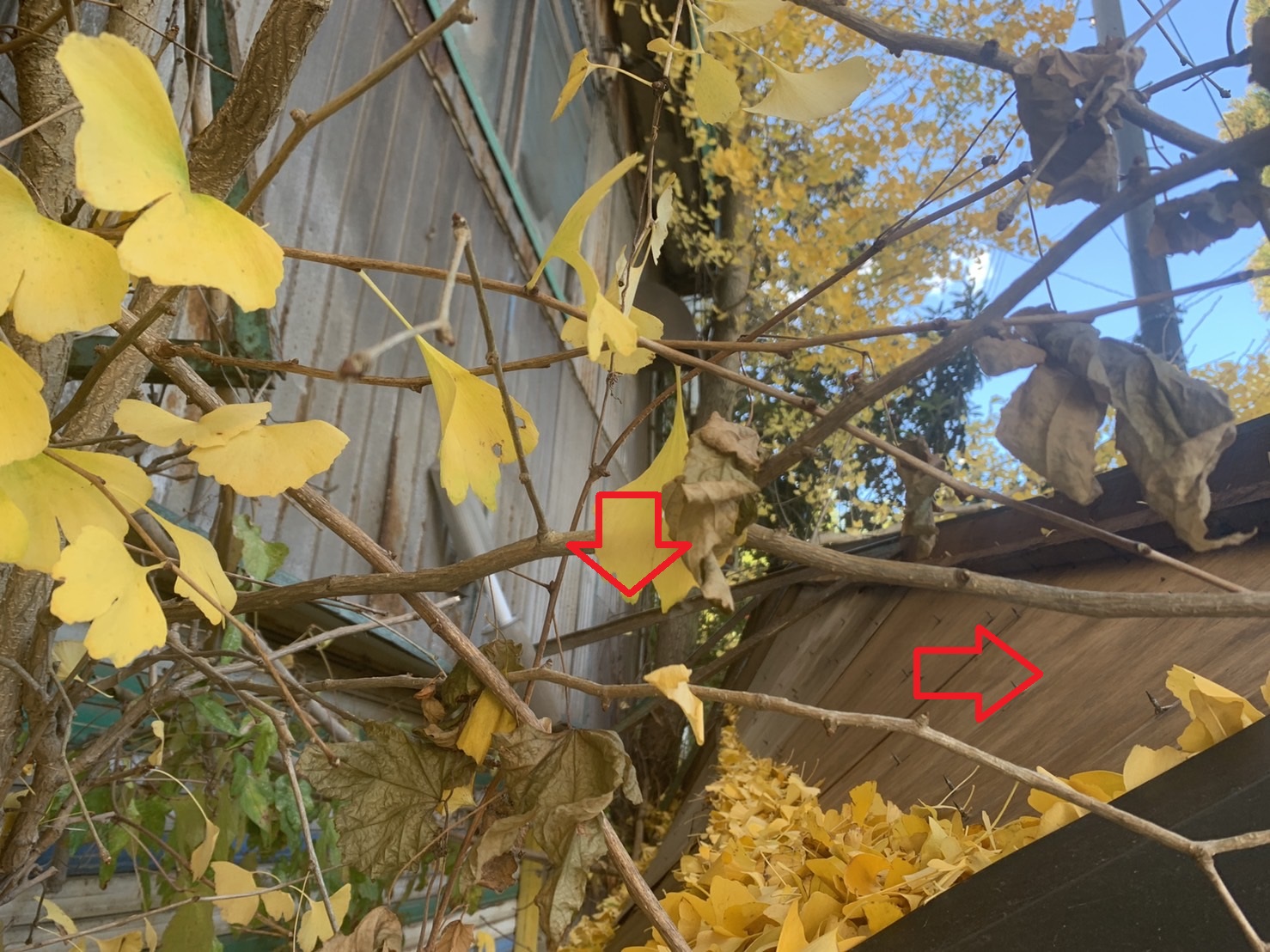 台風被害で崩壊した庇屋根の裏側