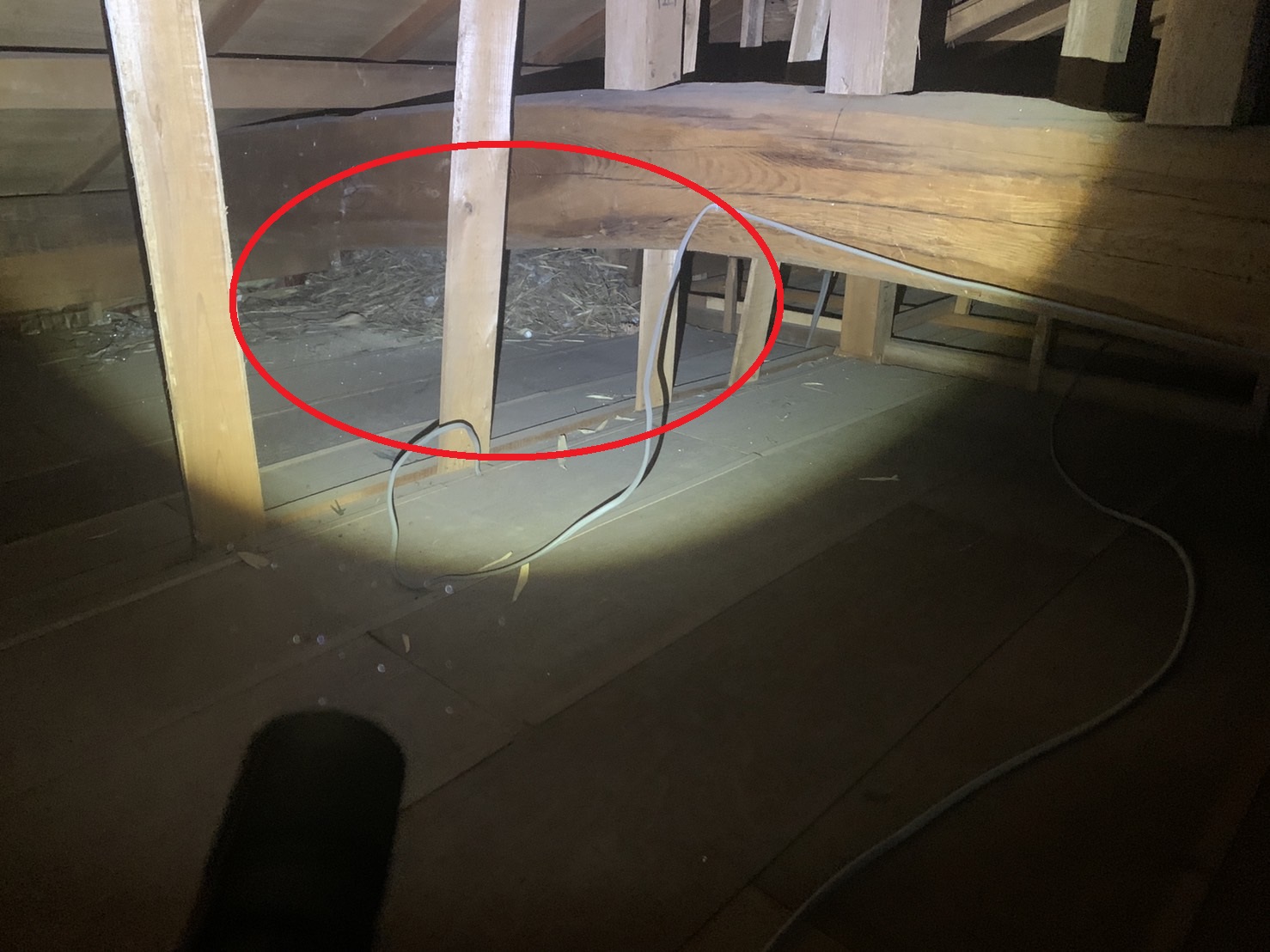 天井裏にある大きな鳥の巣