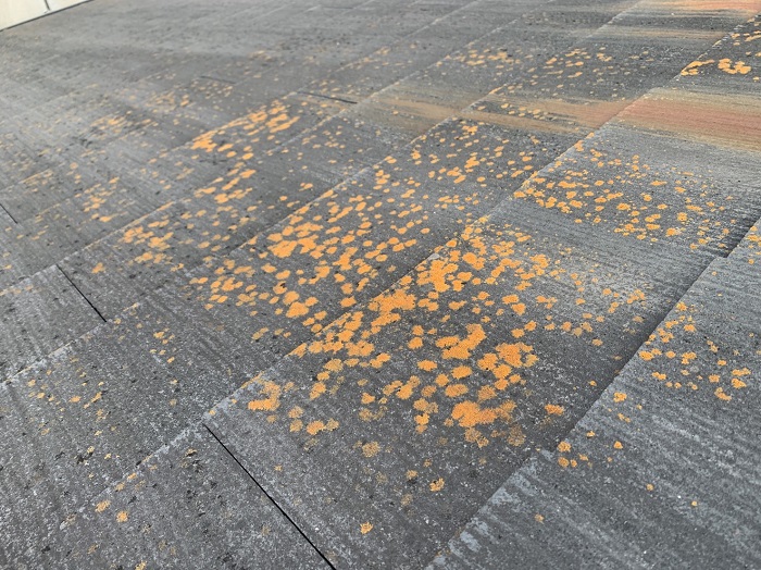 カラーベスト屋根に苔が発生している様子