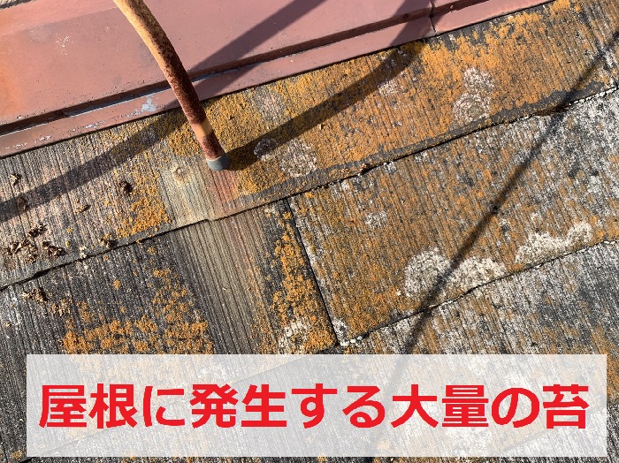 カラーベスト屋根に発生する大量の苔