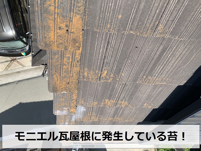 モ二エル瓦屋根に発生する苔の様子