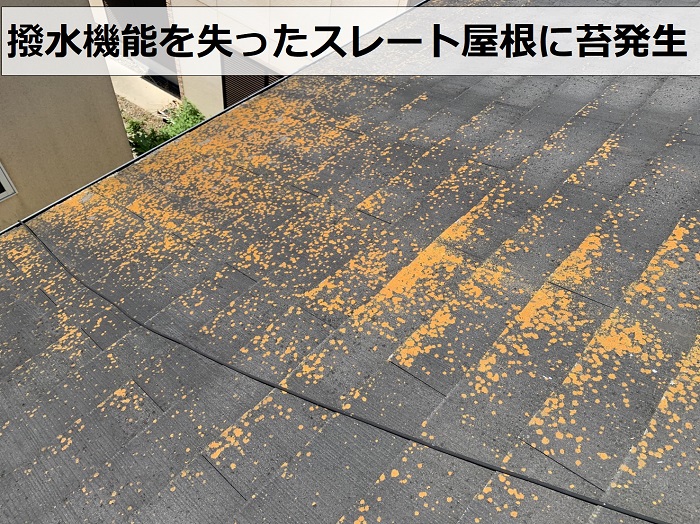 スレート屋根に発生している大量の苔