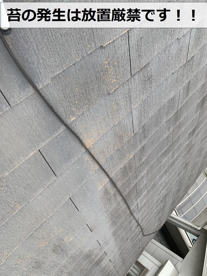 スレート屋根に苔が発生している様子