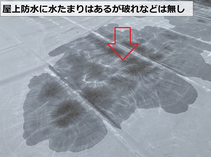 屋上防水に水たまりはあるが破れなどはない様子