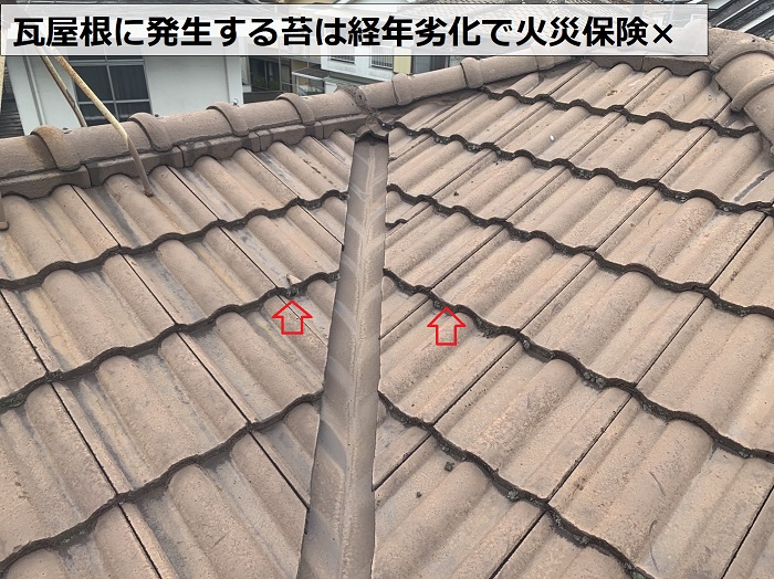 瓦屋根に苔場発生している様子