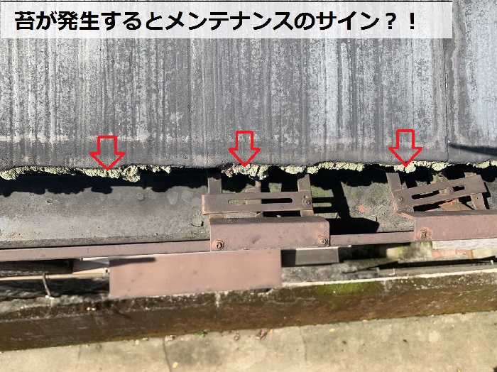 スレート屋根の無料点検で苔が発生しているのを発見した様子