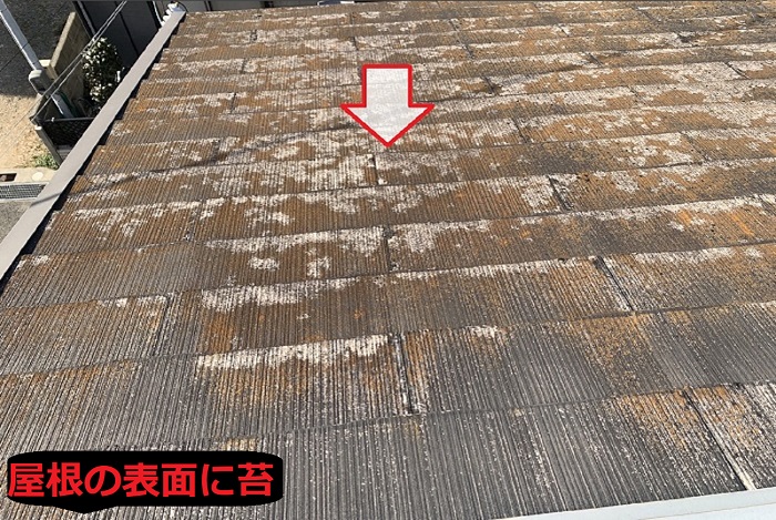 屋根の表面に発生する苔