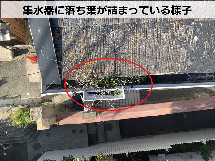 集水器に落ち葉が詰まっている様子
