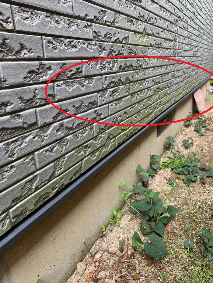 外壁のサイデイングに発生する苔