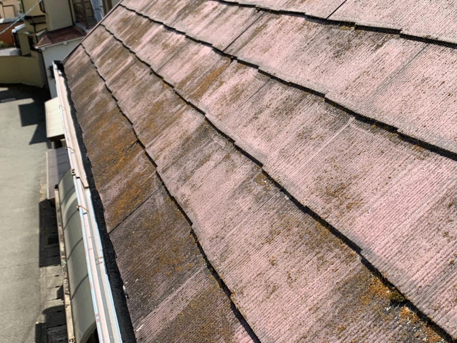 軒先に苔が繁殖している様子