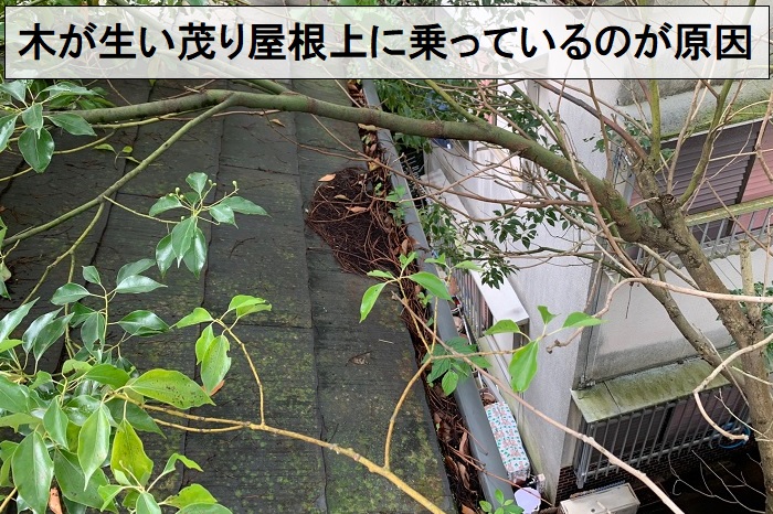 木が生い茂り屋根上に乗っているのが原因で雨樋から水漏れ