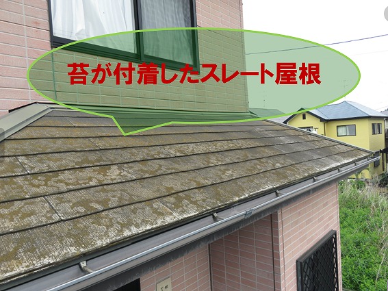 スレート屋根　苔