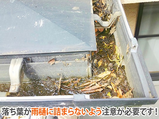 雨樋掃除