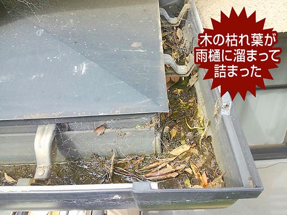 雨樋落ち葉