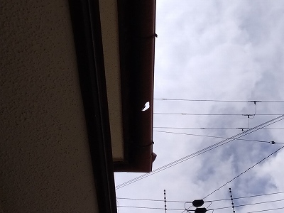 軒樋(半丸)穴あき