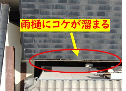 雨樋にこけ発生
