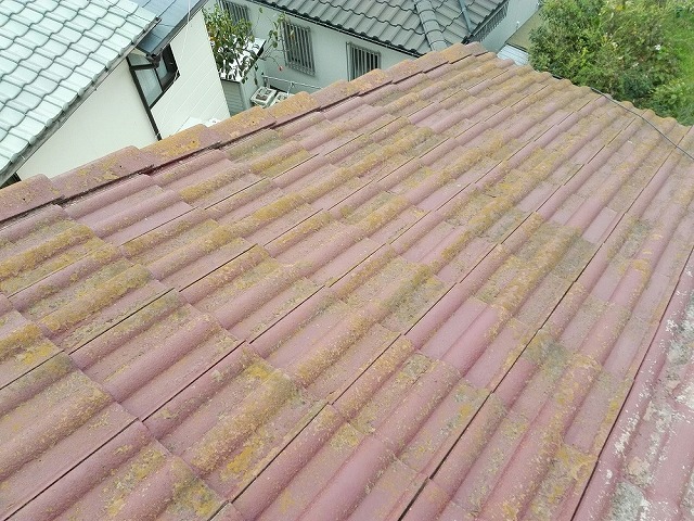 赤カビが繁殖しているセメント瓦