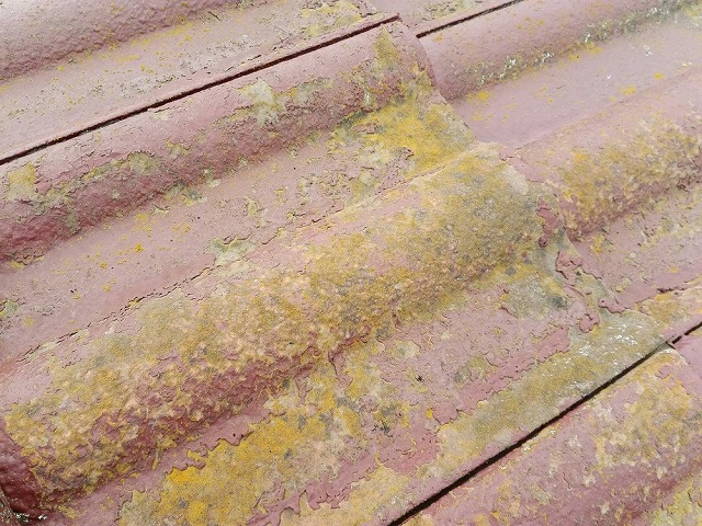 赤カビが繁殖しているセメント瓦