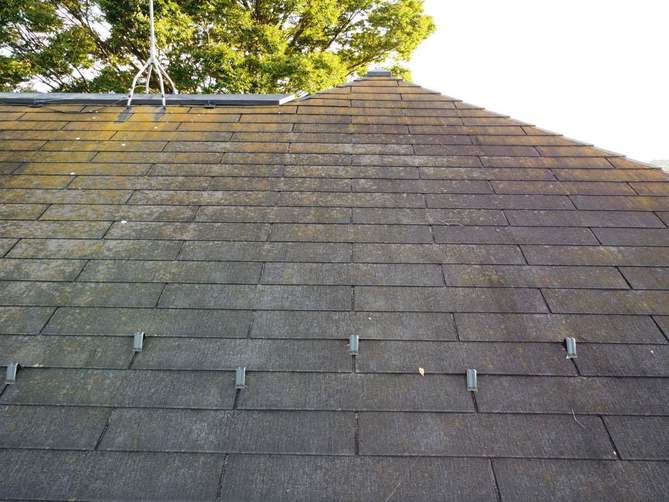 コロニアルの苔、藻