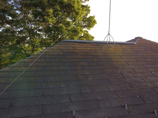 コロニアルの苔と藻