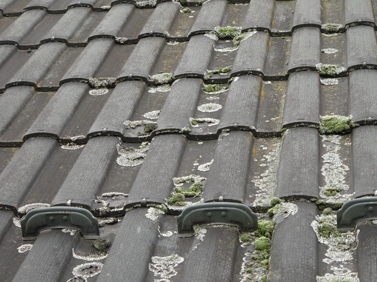 苔の生えた屋根