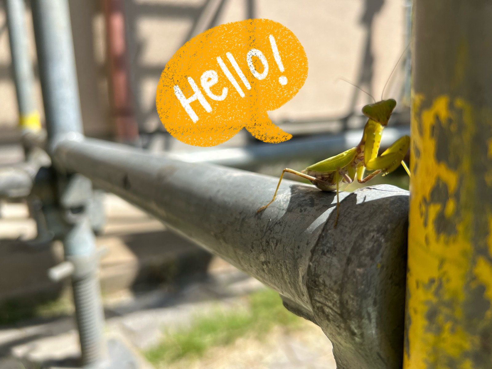 石岡市で足場を建てる。カマキリが来てくれた