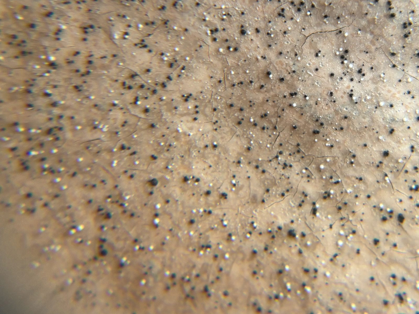 表面塗膜が傷んでいる