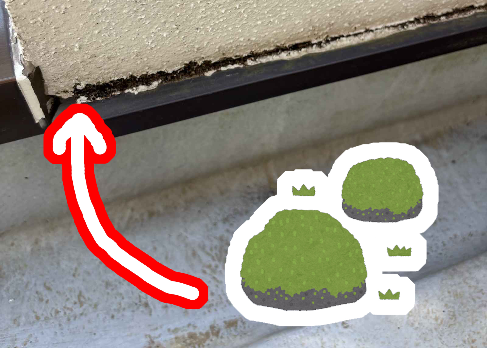 かすみがうら市のベランダで蓄積した苔