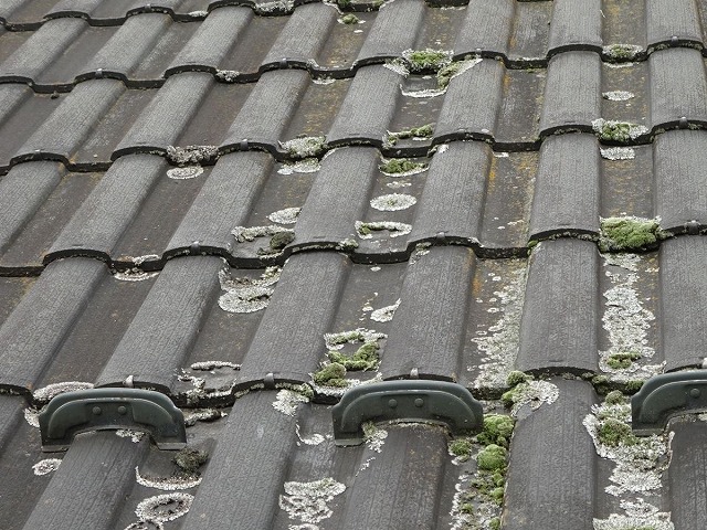 セメント瓦　コケ　現地調査