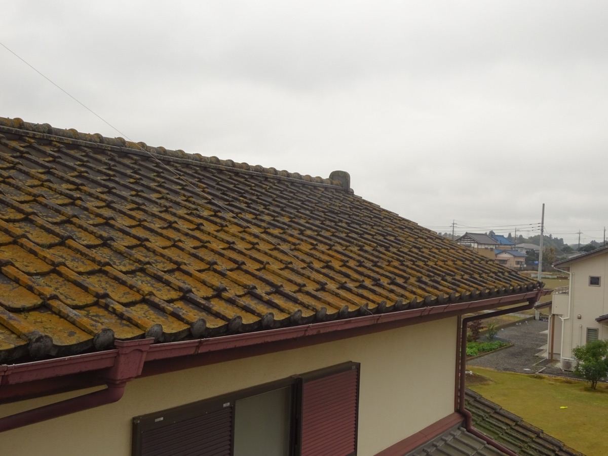 セメント瓦　コケ