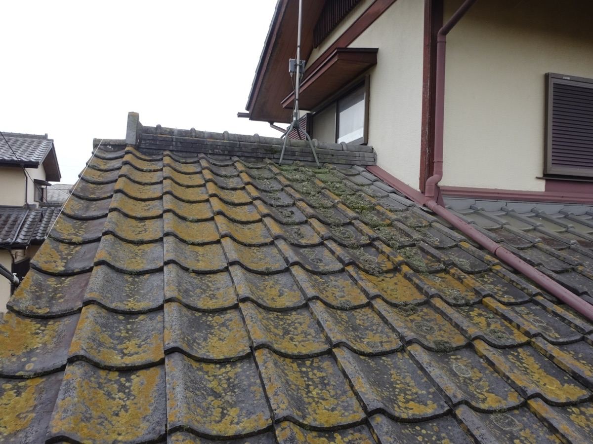 セメント瓦　コケ