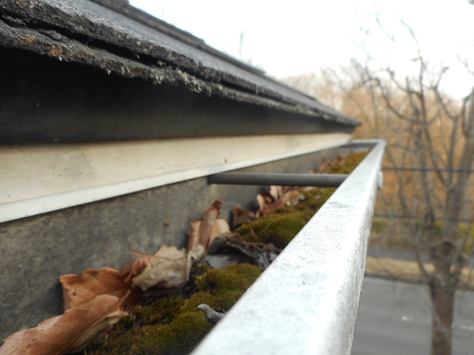 軒樋内に苔生えている