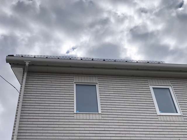 下から見上げたゆきもちくん