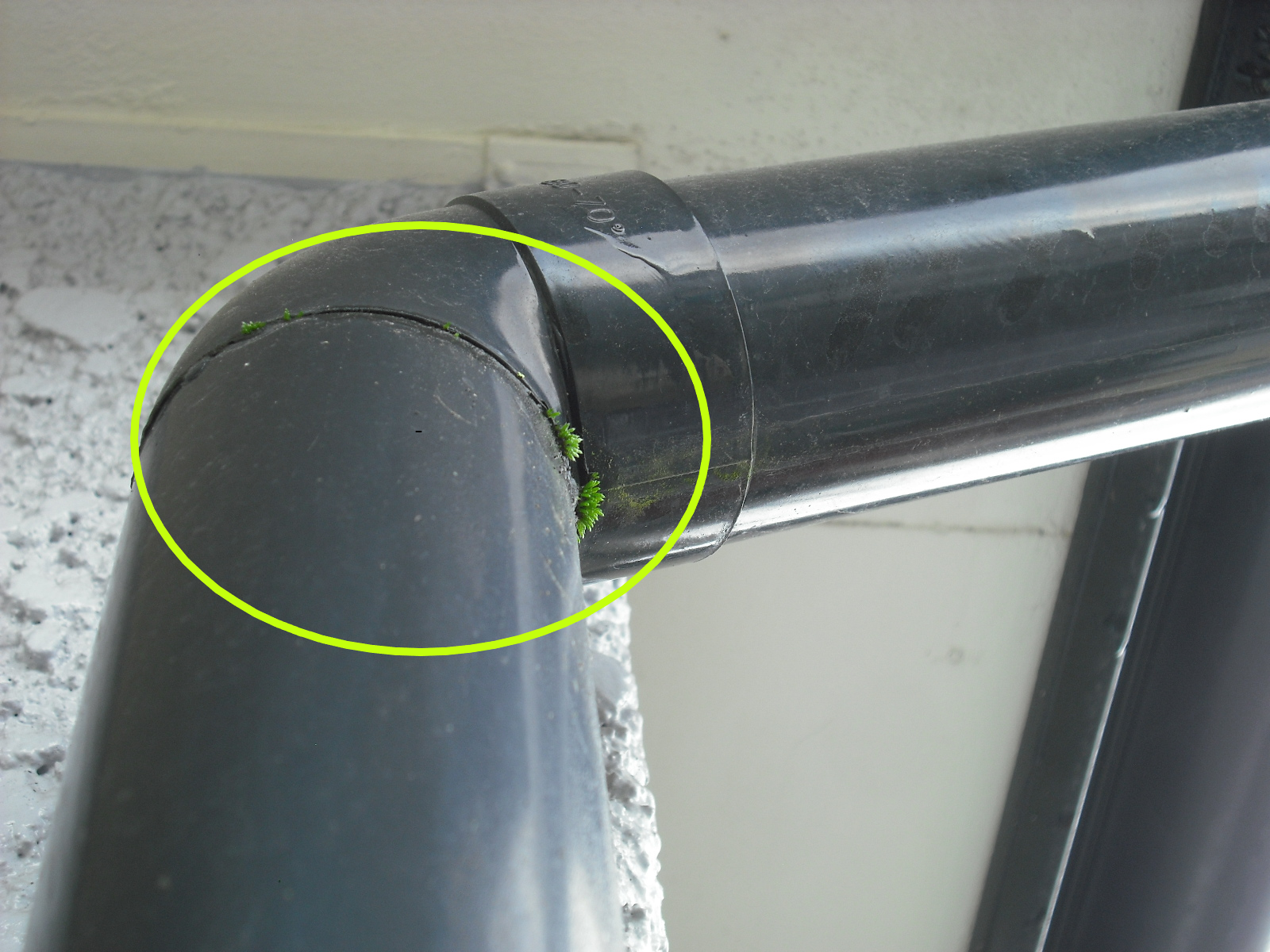 竪樋に苔が生えている