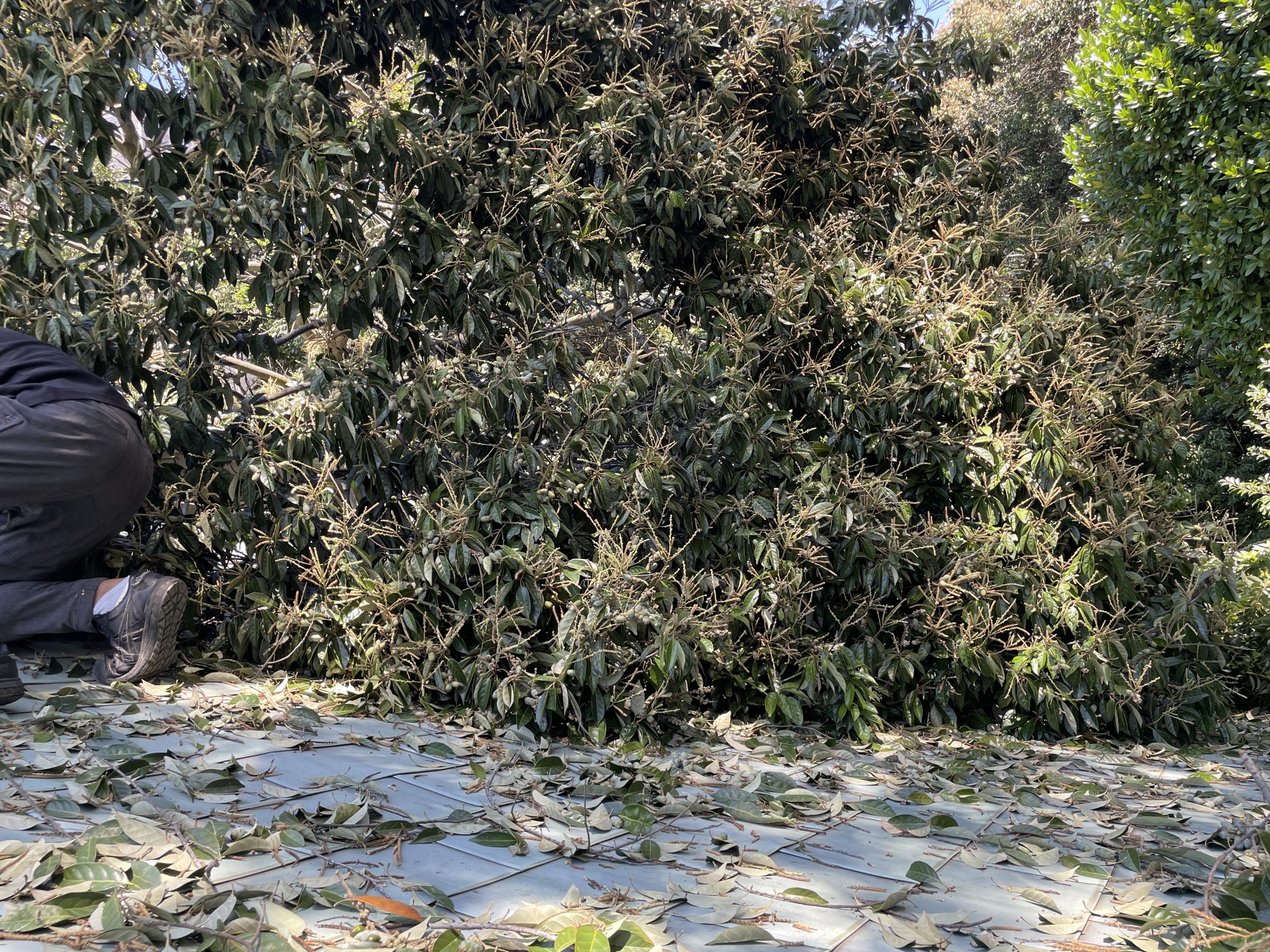 倒木撤去作業中