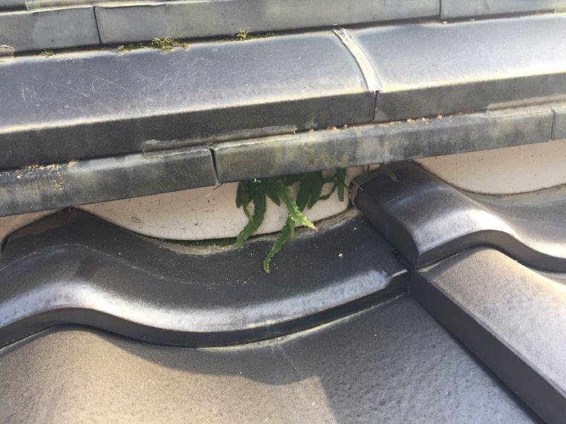 大棟の漆喰から草やコケが生えている状態