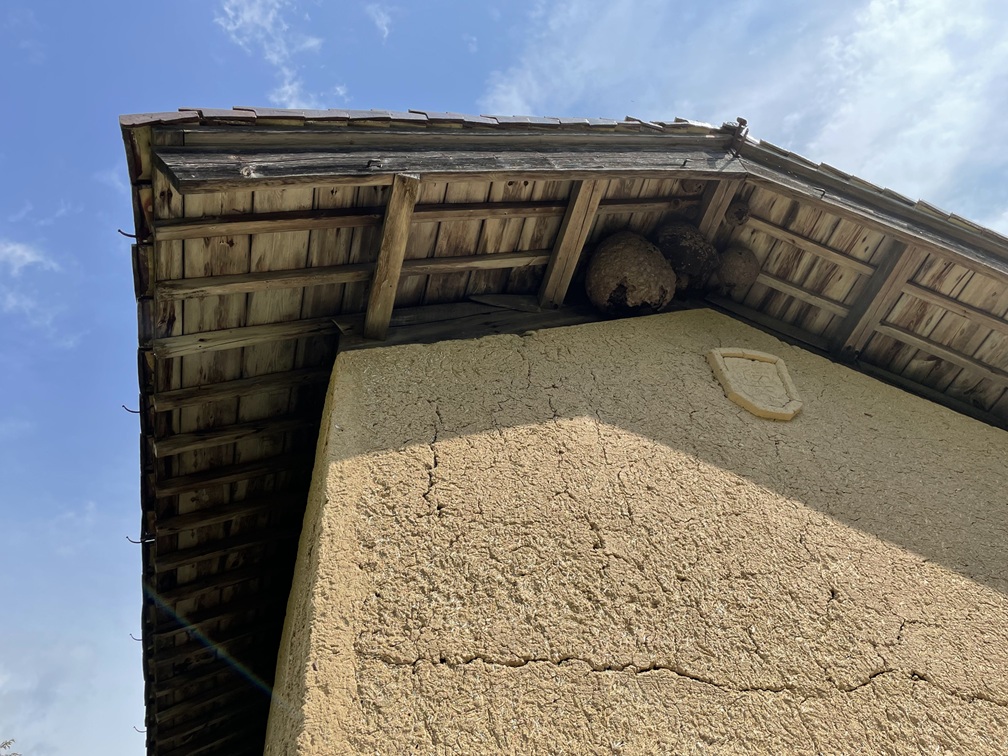 軒下のひび割れと営巣跡の確認