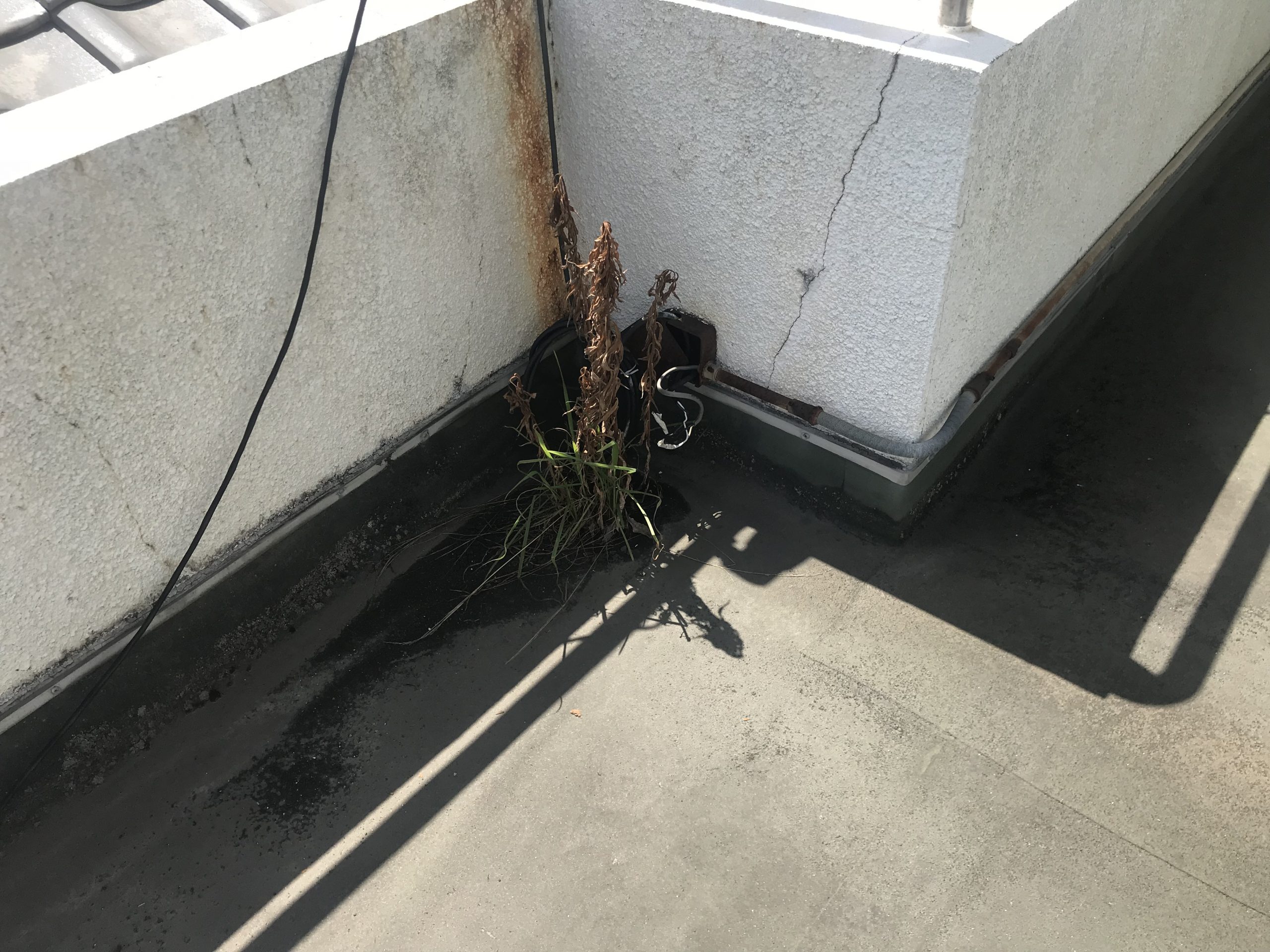 ドレンまわりには雑草が繁殖していました