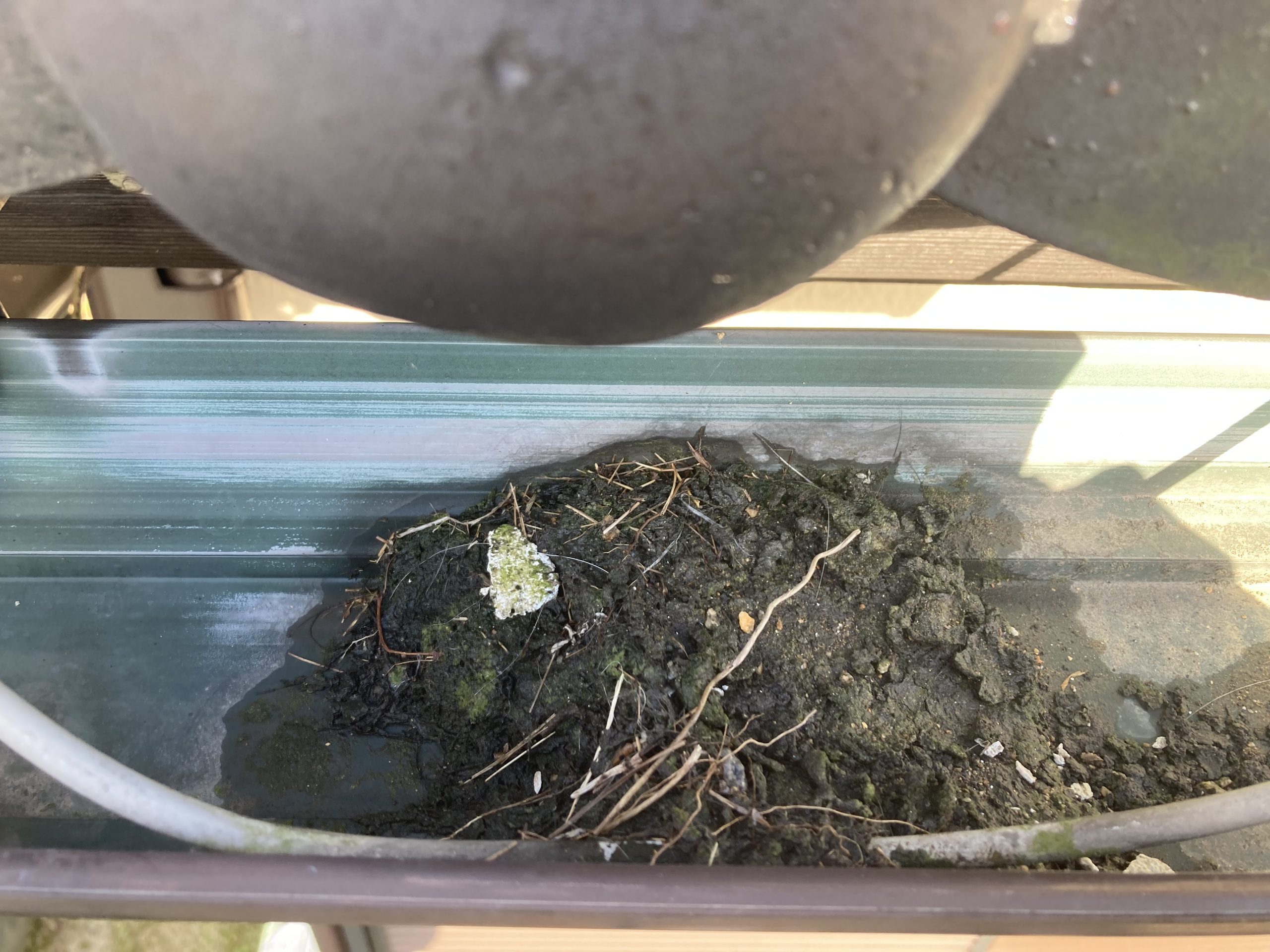 雨樋の中に土砂や落ち葉が堆積していました