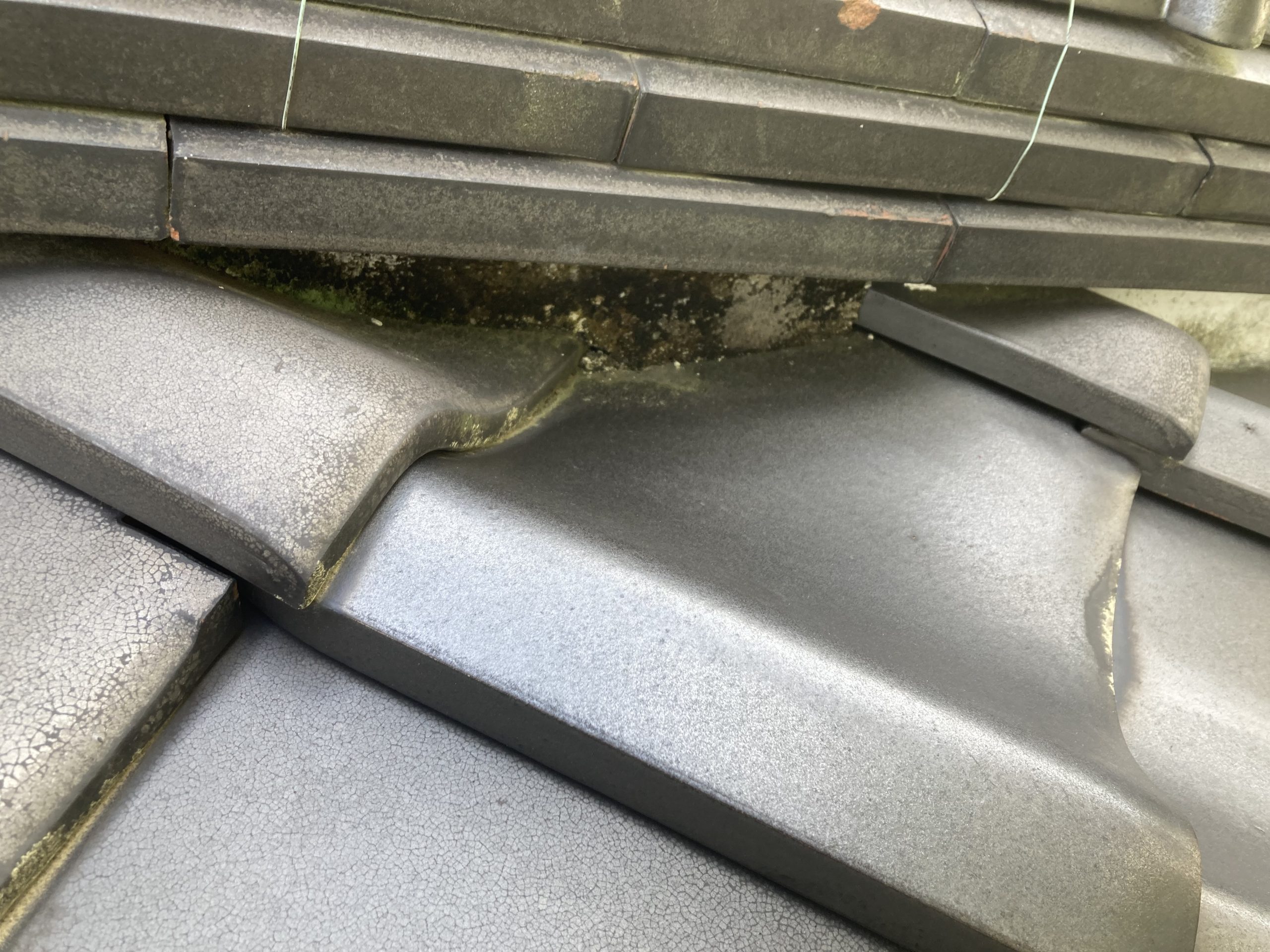 コケやカビの発生が見られます