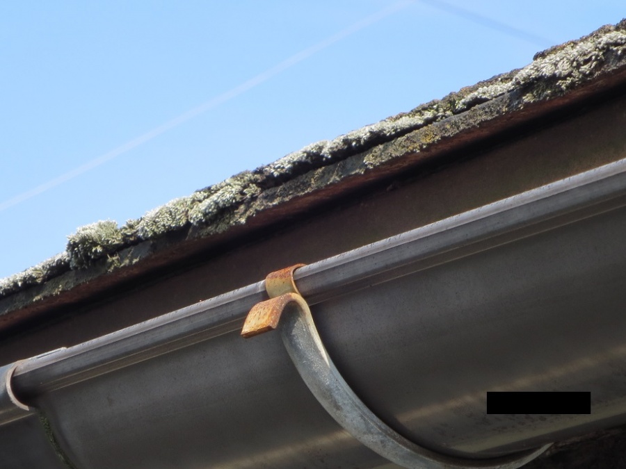 カラーベスト苔