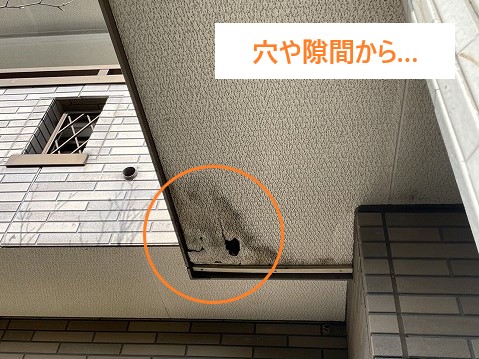屋根裏に潜む小さな害獣…
