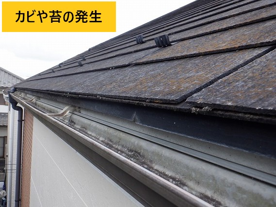 カビや苔の発生