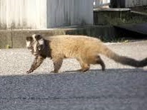 屋根裏に潜む小さな害獣…