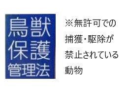 無許可での捕獲・駆除が禁止されている動物