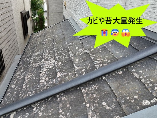 カビの大量発生