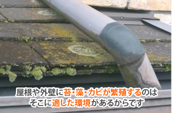 屋根や外壁の藻やカビ・コケ放置しないで！