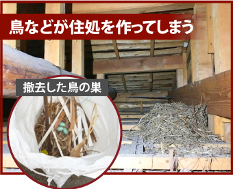 現地調査を行ったところ、玄関の上にある「軒天（のきてん）」が一部剥がれており、明らかに穴が空いていました。この部分は数年前に一度補修されていたようですが、補修箇所の近くに新たな穴ができていたことが分かりました。 こういった数センチの隙間でも、ハクビシンやイタチ、コウモリなどの小動物が侵入するには十分な大きさ&nbsp;なのです。さらに今回の軒天材は、今では珍しい「ラスカットボード」製。経年劣化によって穴が空きやすくなっていた可能性があります。 関連記事軒天の雨染みや剥がれの修理方法を事例付きで紹介 電話で相談する メールで相談する