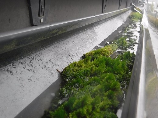 雨樋