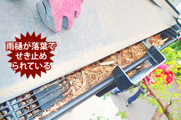 雨樋掃除　落ち葉で詰まってしまった